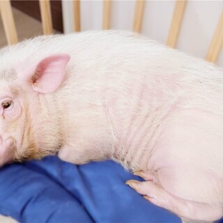 マイクロブタ/男の子2才