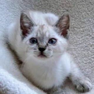 【9/7譲渡会】寂しんぼ美girl♥あきお