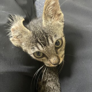 かいせんから復活のキジトラちゃん