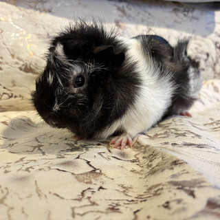 【里親決定】2024/10月生まれ/メスモルモット