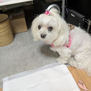 マルチーズ　女の子♀　エリちゃん　去勢済み
