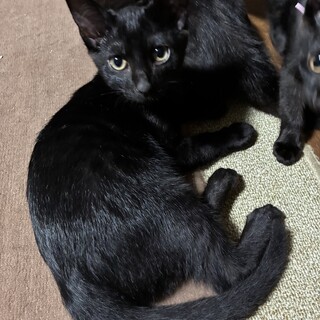 黒猫　三兄妹　龍王くん