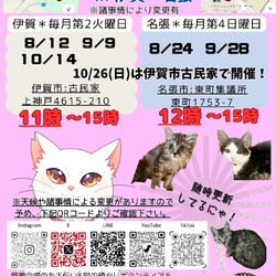 猫の古民家里親会in伊賀❣