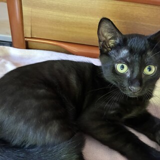 黒猫三兄妹　ワトソンくん