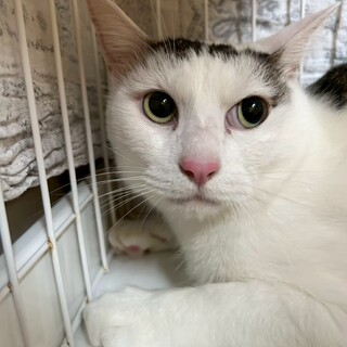 本当は甘えん坊の気分屋くん「レン吉」