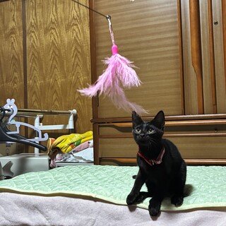 黒猫三兄妹　いくらちゃん
