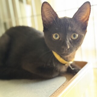 癒しの黒猫カナリアちゃん3ヶ月半