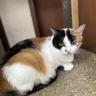 とっても美猫のシャイガール「こもび」
