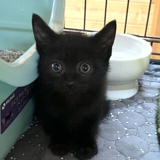 チビ黒1か月半の男の子