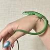 オクラ。