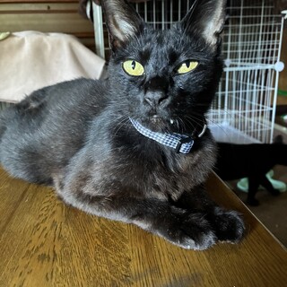 黒猫三兄妹のママ　クロミちゃん