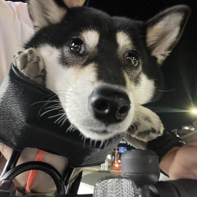 うなぎ柴のカバー写真