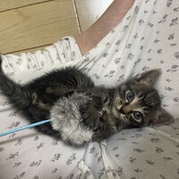 もずく