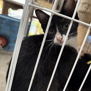 優しい女の子クラウンちゃん３ヶ月半