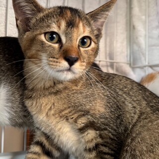 人なれOK　アビシニアン風3カ月仔猫女の子