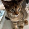 人なれOK　アビシニアン風3カ月仔猫女の子 サムネイル6