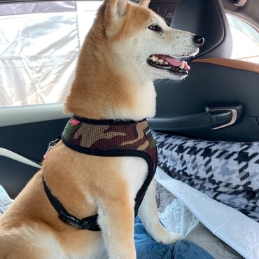 保護直後は車も苦手で乗ってる間ずっと震えてましたが今ではワクワク～♪