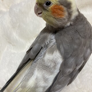 オカメインコ　雄3歳