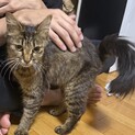 海辺にいた可愛い女の子の子猫です