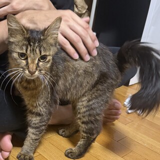 海辺にいた可愛い女の子の子猫です