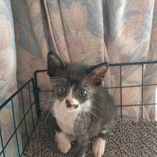 キジトラのオスとメス