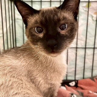 元気なスリゴロボーイ「いぶりがっこ」