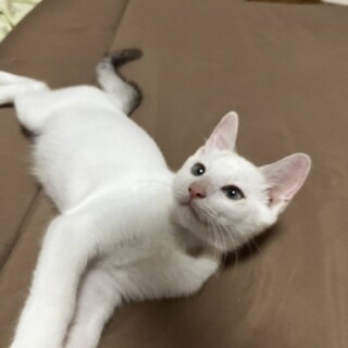 綺麗な目の白猫の男の子フランくん3ヶ月