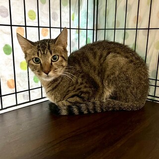 スリゴロのヤンチャボーイ「ぬかづけ」