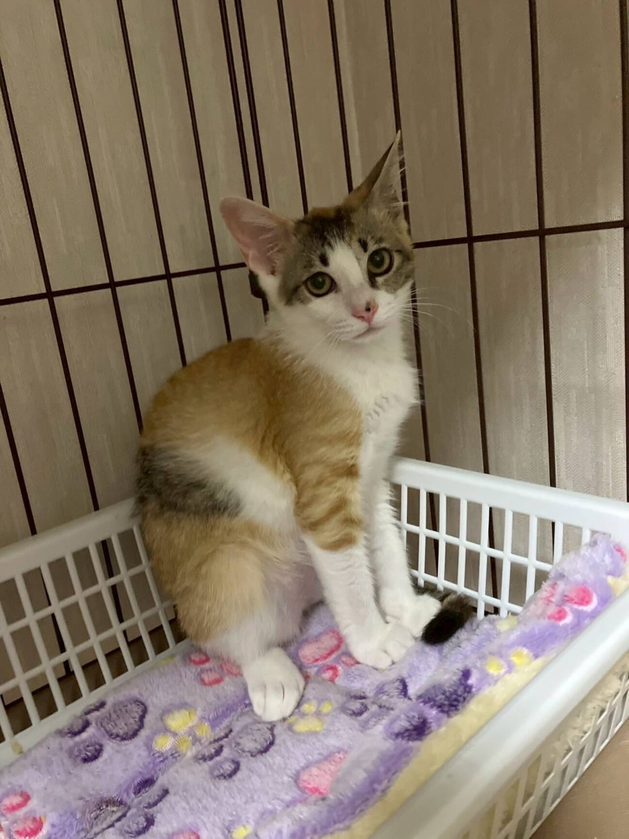 美三毛女こねこ」大阪府 - 猫の里親募集(521654) :: ペットのおうち