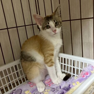 美三毛女こねこ