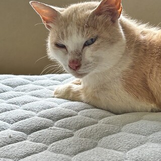 かまってちゃんで甘えん坊の空(くう)ちゃん✨