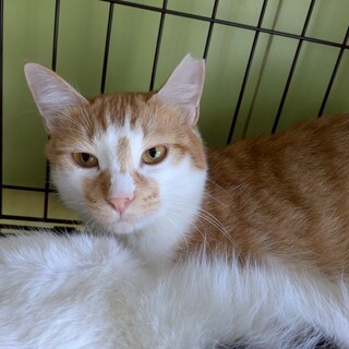 まあるいお顔のシャイでのんびりな男の子「えび天」