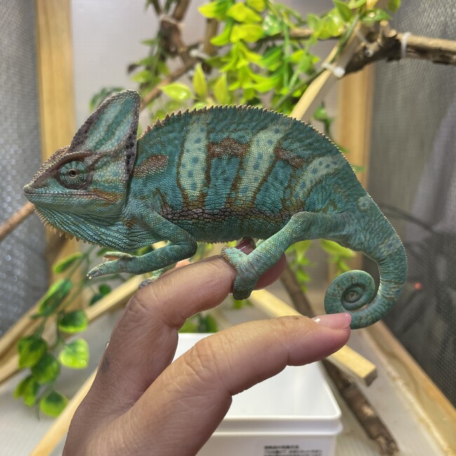 CHISA_404のカバー写真