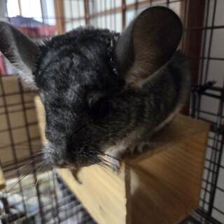 チンチラノーマル女の子の里親さん募集です