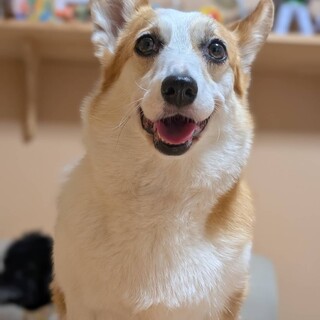 性格抜群！美形コーギーにんじんちゃん♡