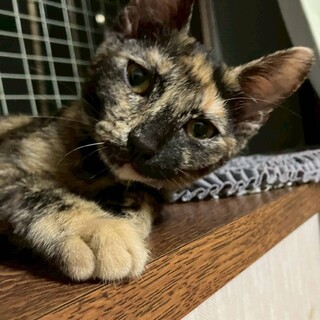 名前を呼ぶと返事をします。慣れ慣れサビ子猫