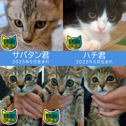【子猫まつり第6弾】子猫中猫27匹★みよし市