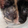 人が大好きコロコロ可愛らしいサビ猫さん サムネイル2