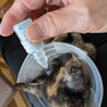 人が大好きコロコロ可愛らしいサビ猫さん サムネイル3