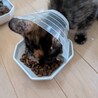 人が大好きコロコロ可愛らしいサビ猫さん サムネイル4