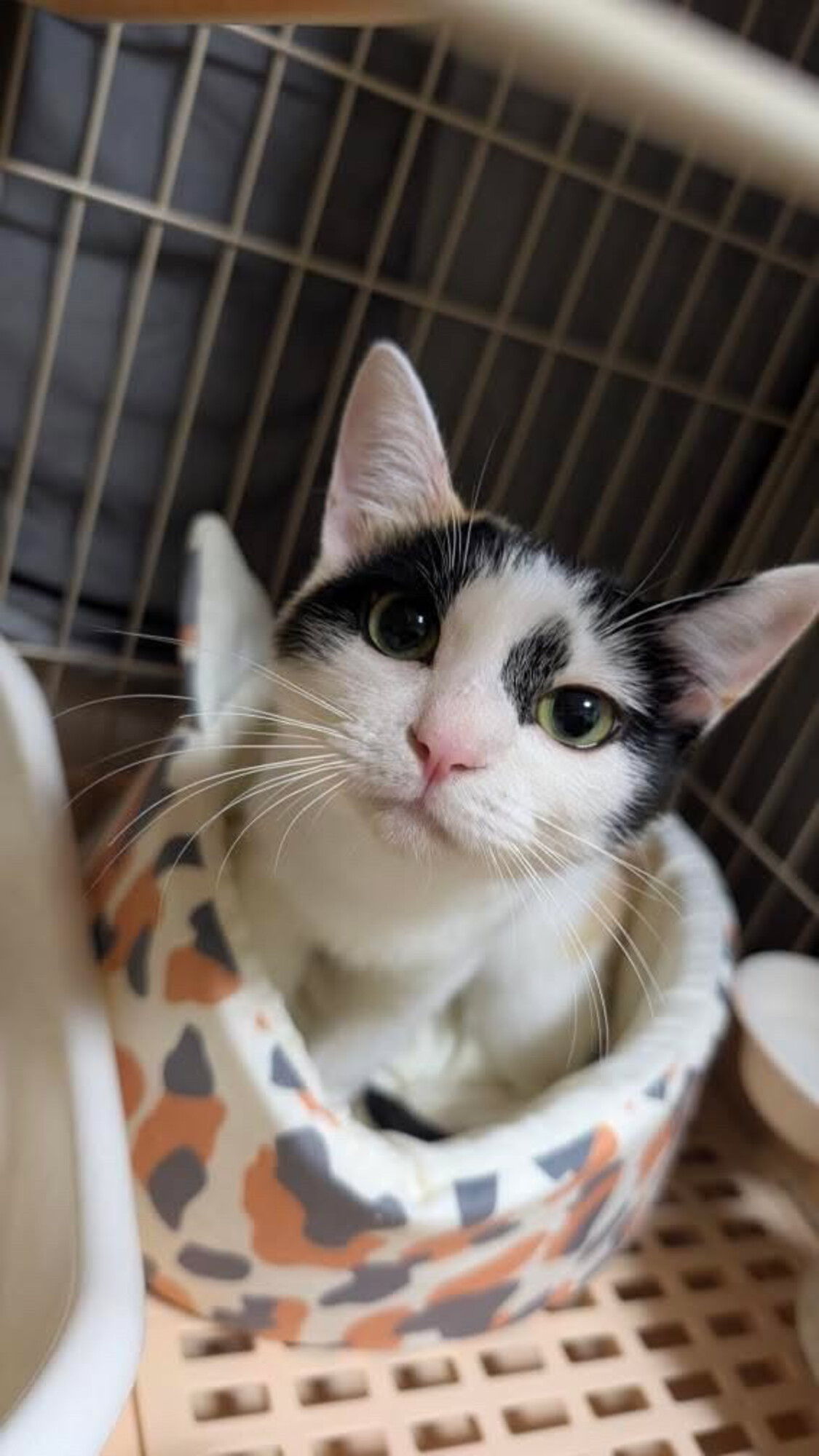 とっても美人な三毛猫のミ」福島県 - 猫の里親募集(517580