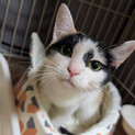 とっても美人な三毛猫のミッケちゃん