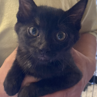 小さな仔猫を育てたい方募集中！