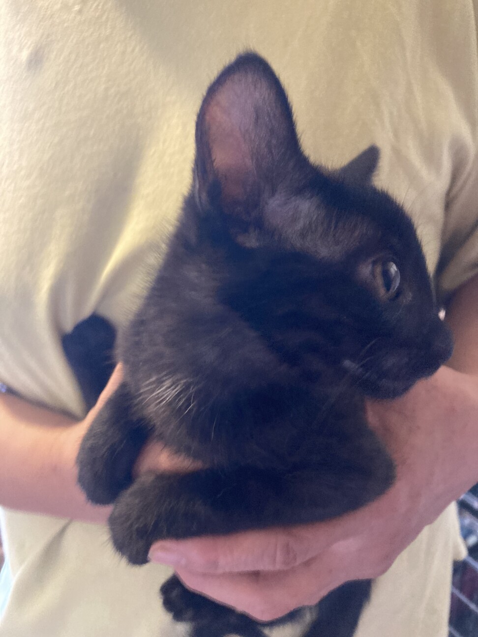 ととなわ 黒猫ー青縄五本 黒猫とショコラトリーの名探偵」高里椎奈 [角川文庫] - KADOKAWA