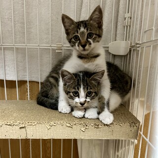 とても可愛い姉妹の子猫ちゃん