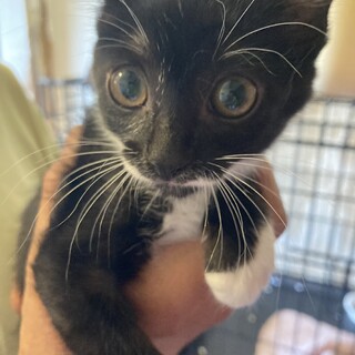 遊ぶの大好き小さな仔猫の里親さん募集中！