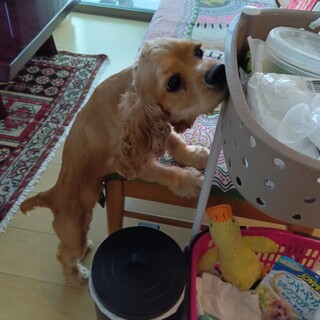 とても元気な1歳の女の子