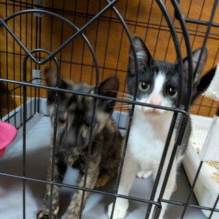 猫じゃらし大好きハチワレくん