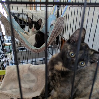 お目目まんまるおてんばサビちゃん