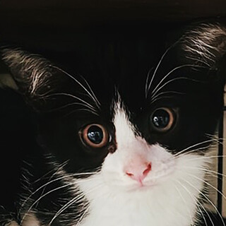 白黒猫三兄妹♀杏ちゃん約3ヵ月